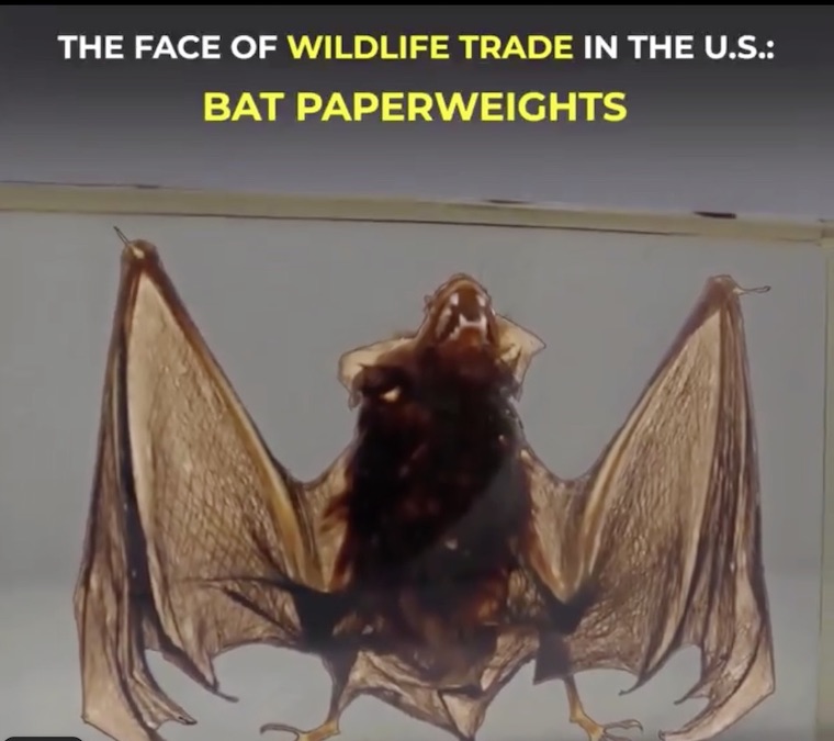 Bat paperweight