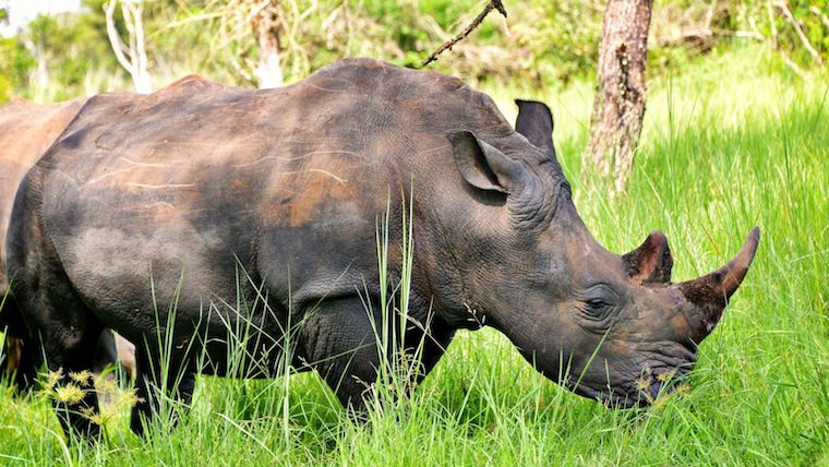 Southern White Rhino