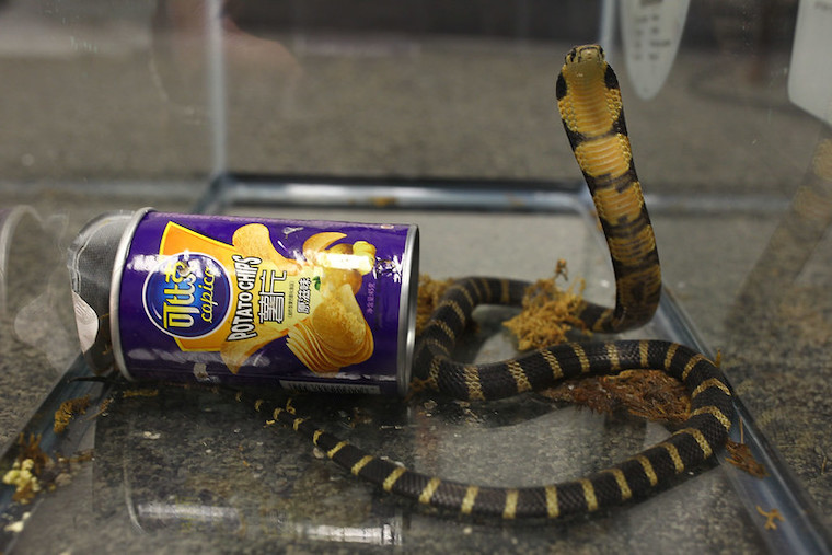King Cobra