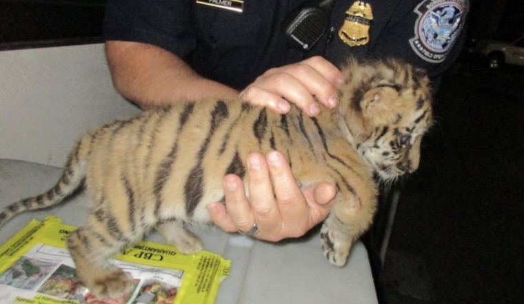 Tiger Cub