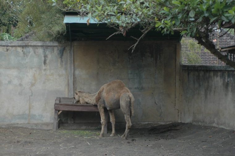 Zoo Camel