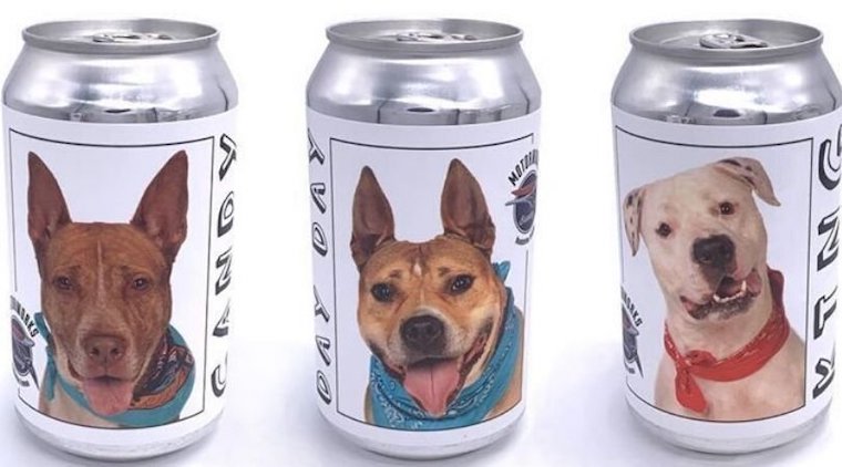 Dog beercan photos