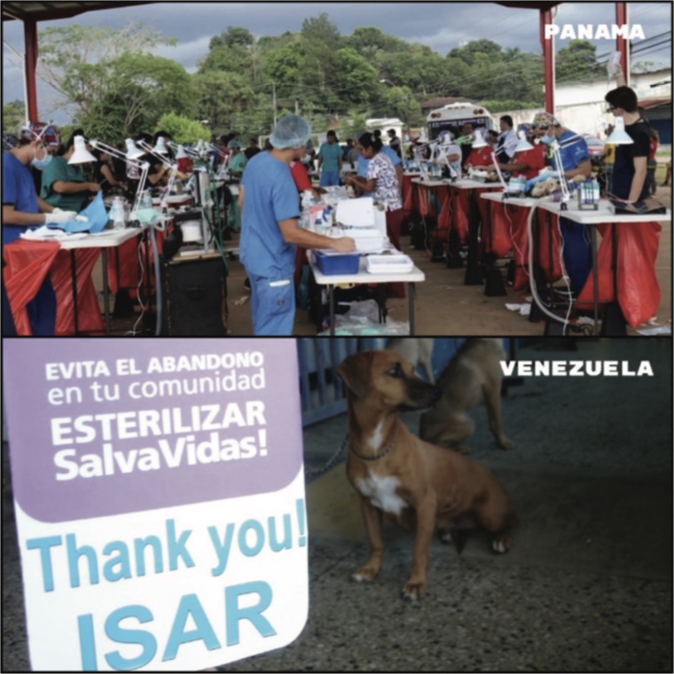 Venezuela homeless animals