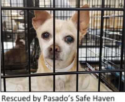caged Puppy