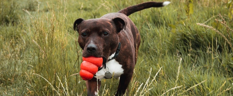 sweet pit bull