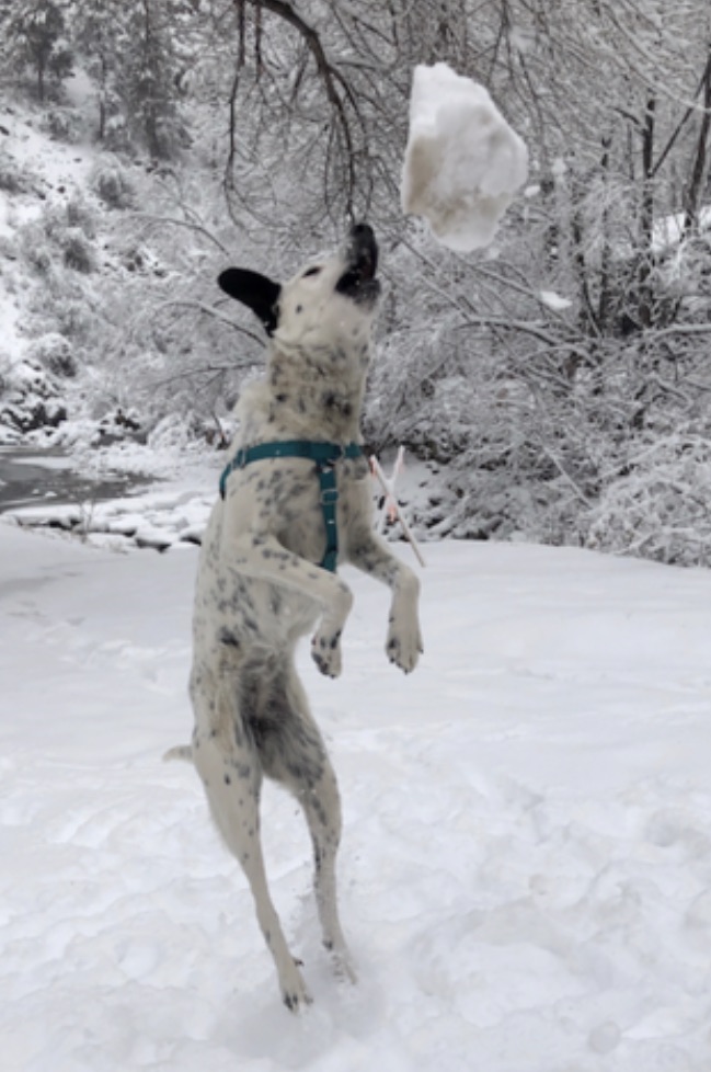 Dog and snow