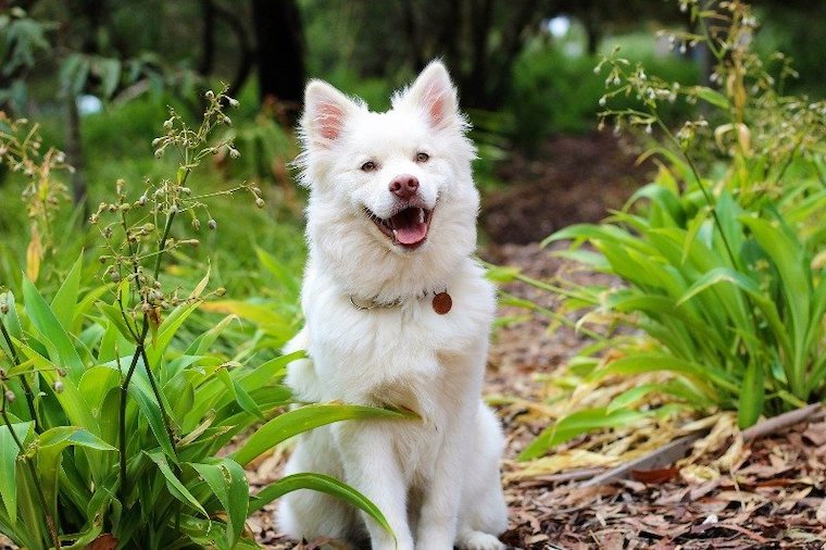 happy Dog