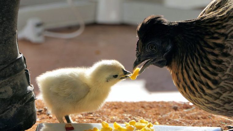 Hen and Chick
