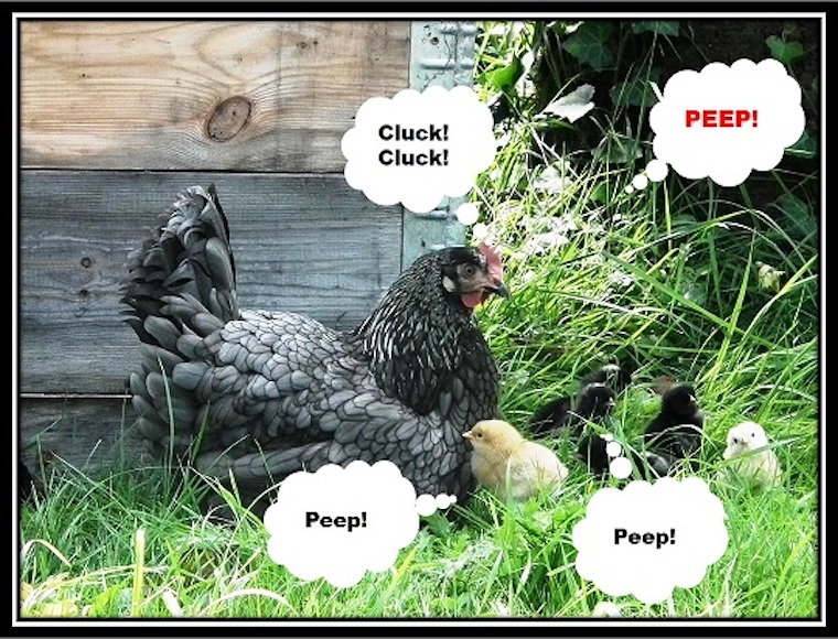 Chickens talking