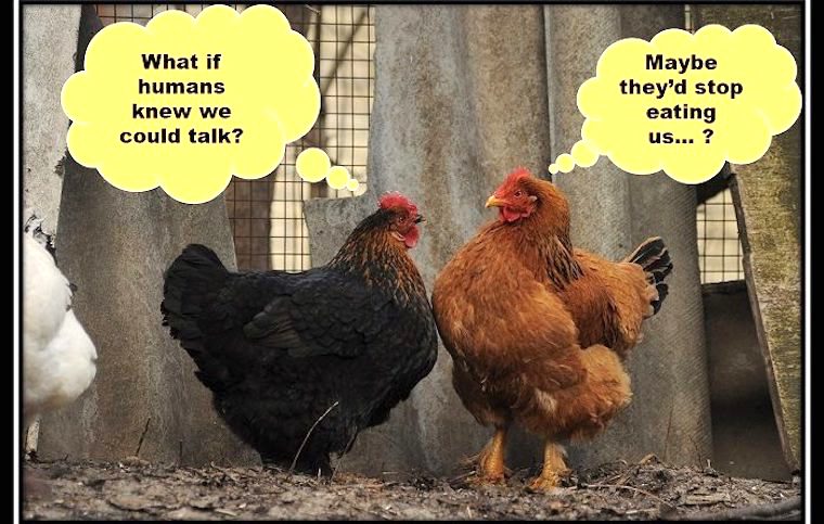 Chickens talking