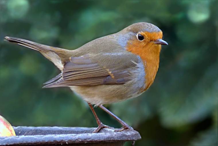 Bird