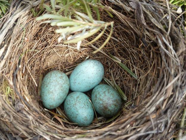 Blackbird nest