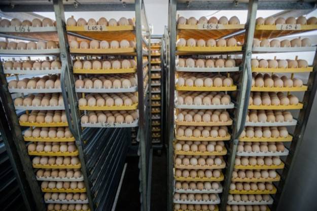 hatchery eggs