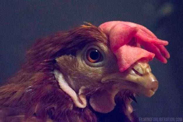 rescued Hen