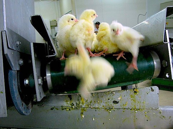 male Chicks macerated