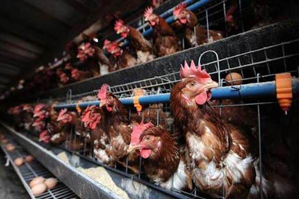 caged Hens