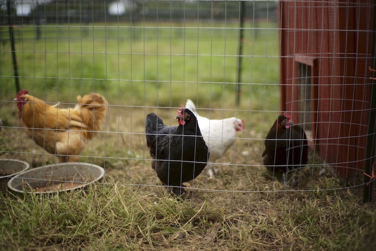 backyard Hens