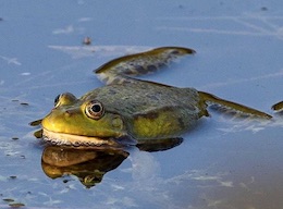 Frog
