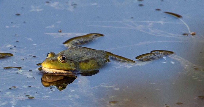 Frog