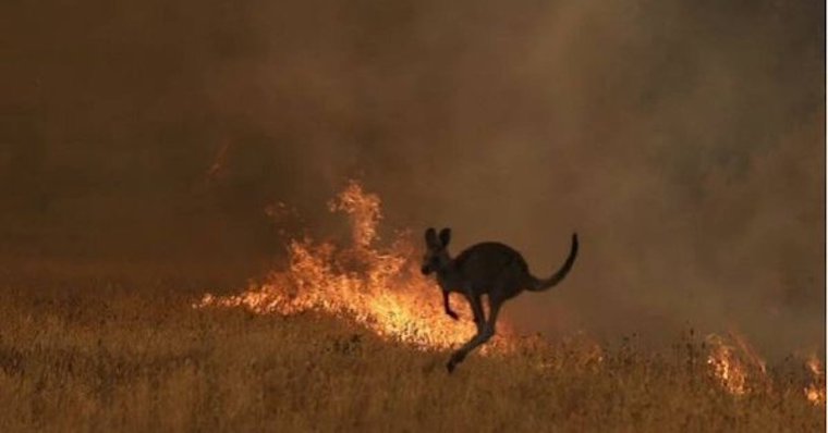 Kangaroo fires