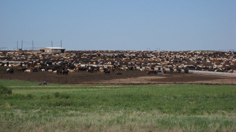 beef feedlot