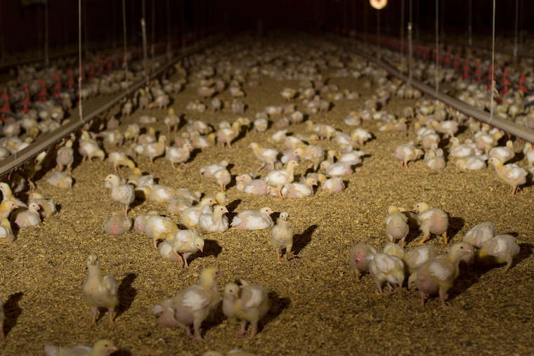 farmed Chickens