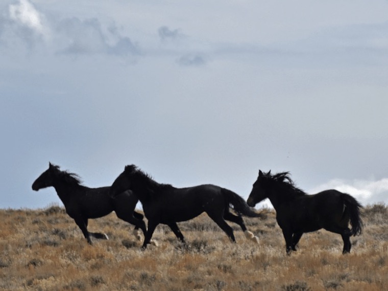 wild Horses