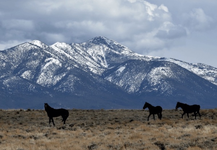wild Horses