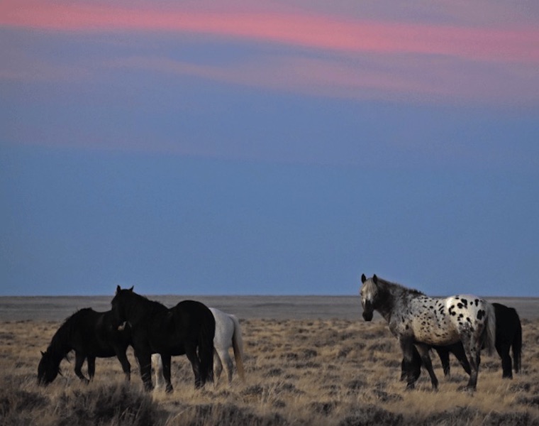 wild Horses