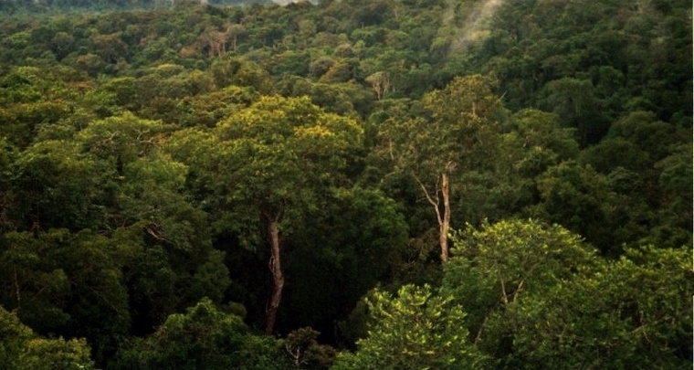 Amazon rainforest
