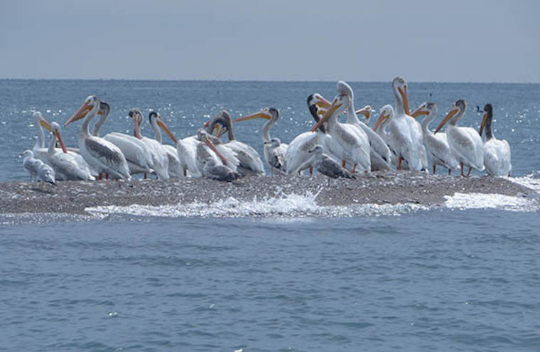Pelicans