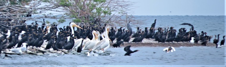 Pelicans