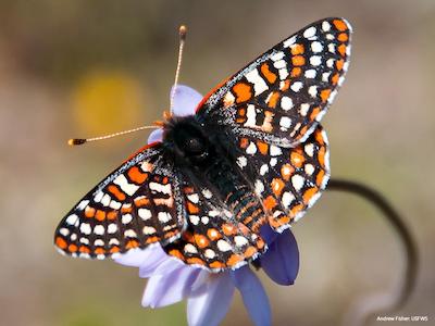 Quino Checkerspot