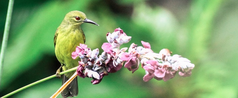 Hummingbird