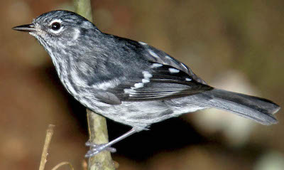 Elfin-woods Warbler