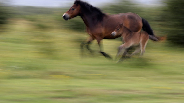 galloping Horses