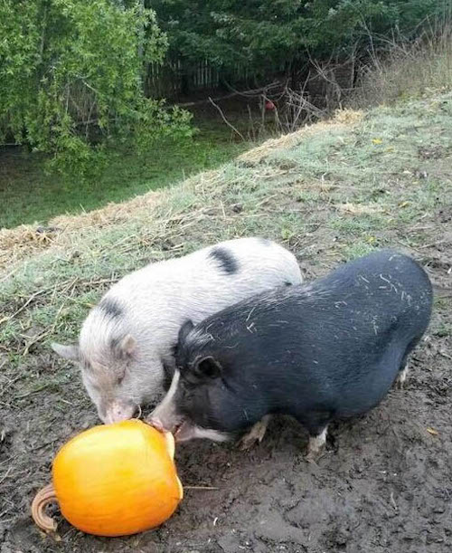 happy Pigs