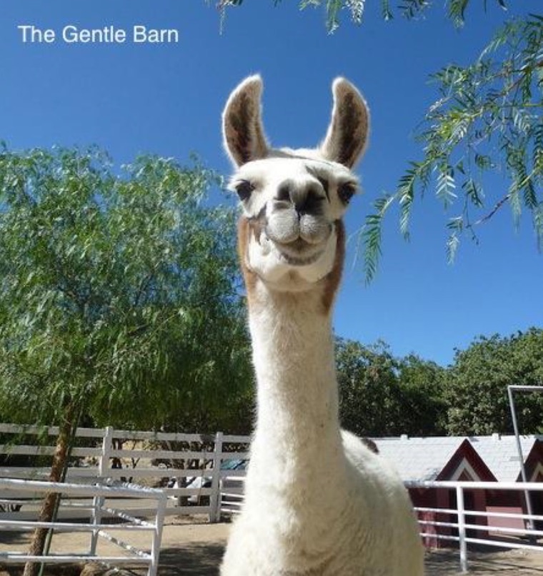 Llama King