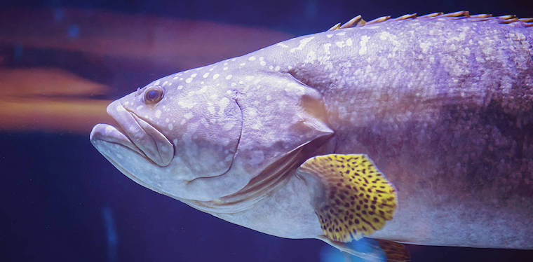 Five Reasons to Stop Eating Fish