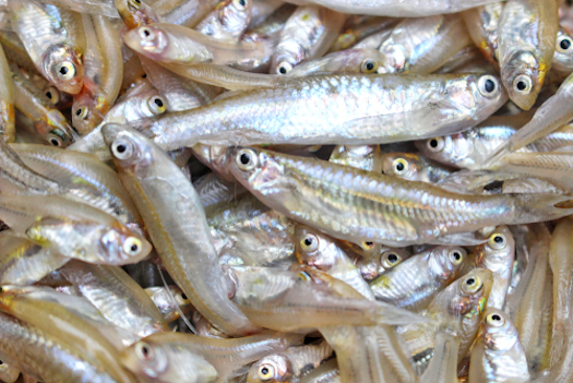 dead Minnows