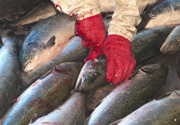 slaughtering Salmon