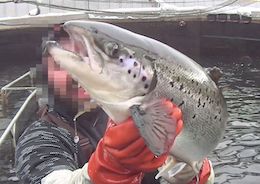 Farmed Salmon