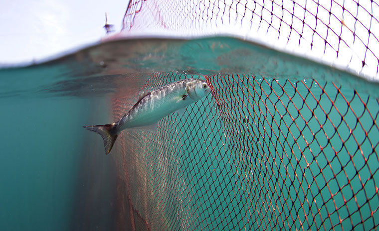 fish stuck in net