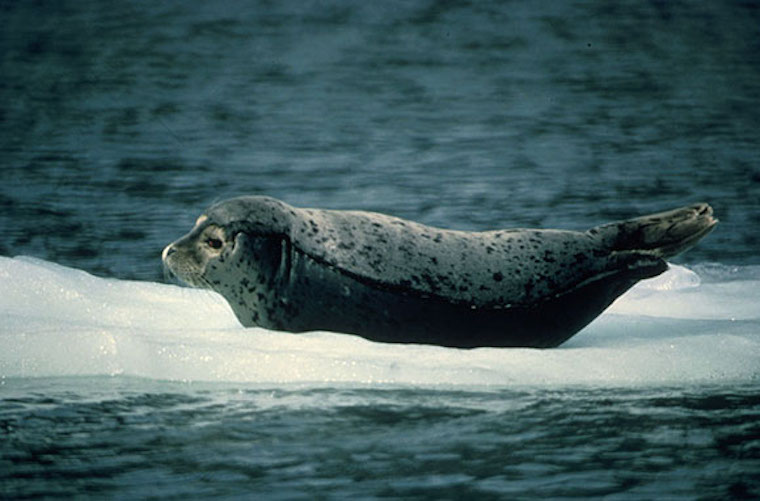 Harbor Seal