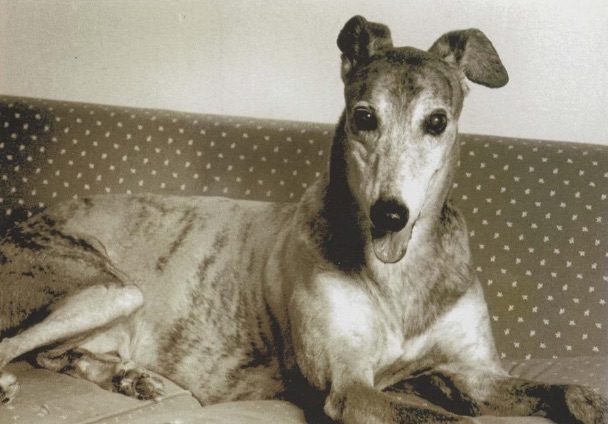 Greyhound Boston Boy