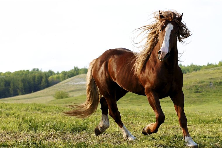 Wild Horse