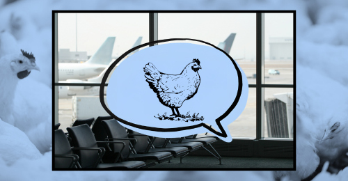 chickens, airport, and speech bubble with chicken