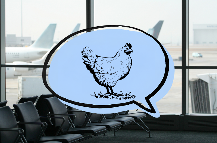 airport and speech bubble with chicken inside