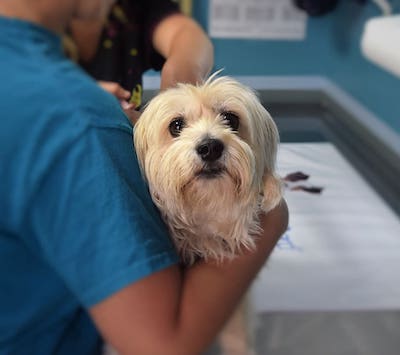 dog at vet