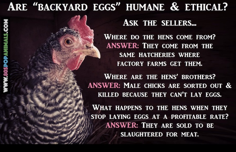 backyard eggs